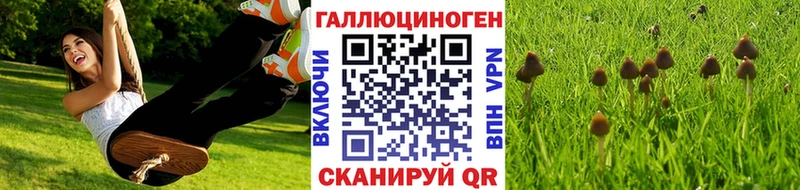 дарк нет Telegram  Кяхта  Псилоцибиновые грибы мухоморы 